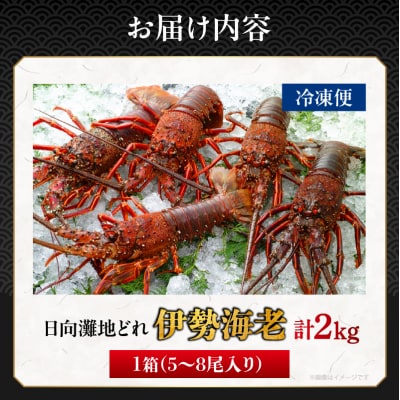 ≪数量限定≫伊勢海老(計2kg) えび 魚介 海鮮 国産_T013-002