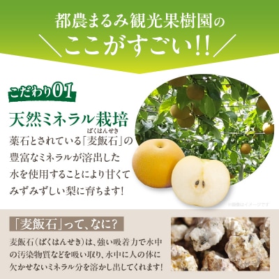 先行受付≪期間限定≫まるみ観光果樹園の『豊水梨』(約3kg) 果物 フルーツ _T036-001