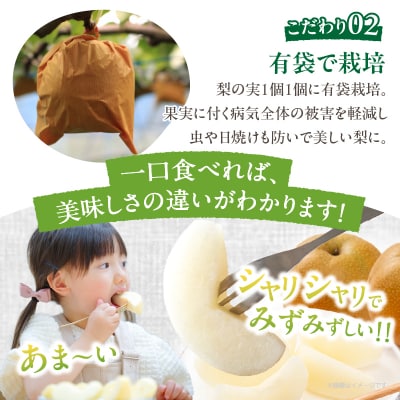 先行受付≪期間限定≫まるみ観光果樹園の『豊水梨』(約3kg) 果物 フルーツ _T036-001
