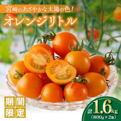≪期間限定≫オレンジリトル(計1.6kg) ミニトマト 野菜 サラダ 国産_T040-0011