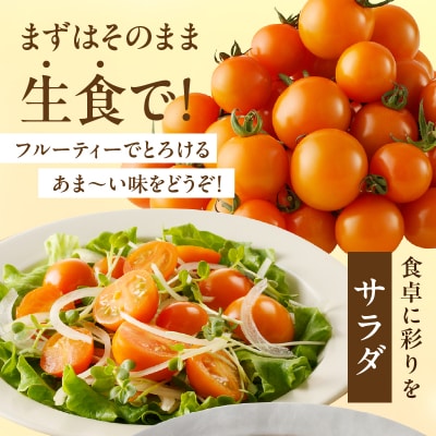 先行受付≪期間限定≫オレンジリトル(計1.6kg) ミニトマト 野菜 サラダ_T040-0011