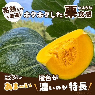 先行受付≪期間限定≫都農町産かぼちゃ「鈴マロン」計5kg カボチャ 野菜 旬_T015-007