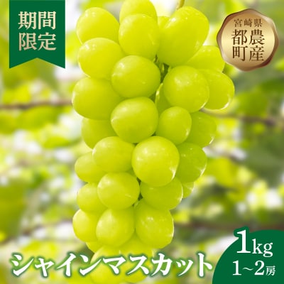 先行予約≪期間限定≫都農町産シャインマスカット(計1kg) ぶどう 果物 国産_T010-002