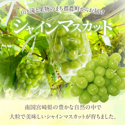 先行予約≪期間限定≫都農町産シャインマスカット(計1kg) ぶどう 果物 国産_T010-002