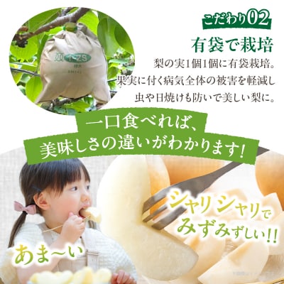 ≪期間限定≫まるみ観光果樹園の『新高梨』(約4kg) なし 果物 フルーツ_T036-002