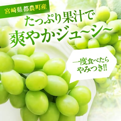 先行予約≪期間限定≫シャインマスカット(計2kg) ぶどう 果物 国産_T051-001