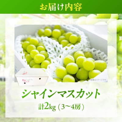 先行予約≪期間限定≫シャインマスカット(計2kg) ぶどう 果物 国産_T051-001