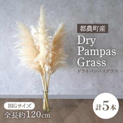 【2週間以内発送】ドライパンパスグラス(ナチュラル)計5本 インテリア 国産_T057-001