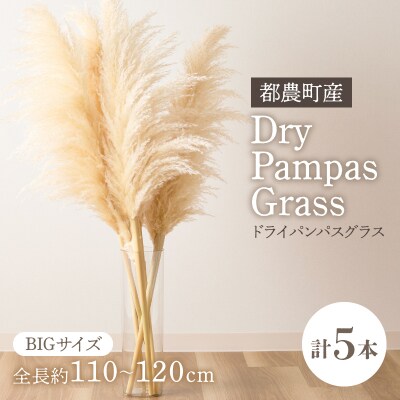 【2週間以内発送】ドライパンパスグラス(ナチュラル)計5本 インテリア 国産_T057-001
