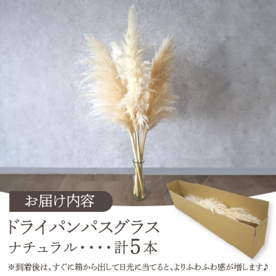 【2週間以内発送】ドライパンパスグラス(ナチュラル)計5本 インテリア 国産_T057-001