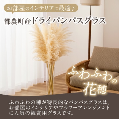 【2週間以内発送】ドライパンパスグラス(ナチュラル)計5本 インテリア 国産_T057-001