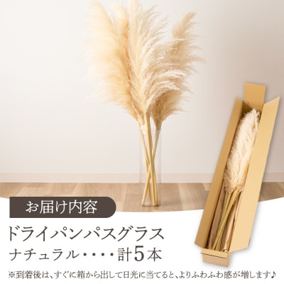 【2週間以内発送】ドライパンパスグラス(ナチュラル)計5本 インテリア 国産_T057-001