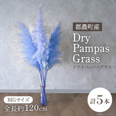【2週間以内発送】ドライパンパスグラス(ブルー)計5本 すすき インテリア 国産_T057-002