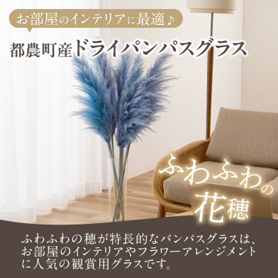 【2週間以内発送】ドライパンパスグラス(ブルー)計5本 すすき インテリア 国産_T057-002