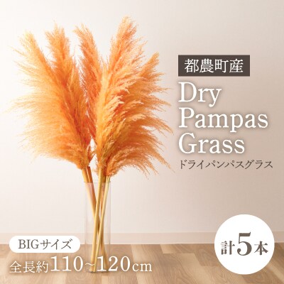 【2週間以内発送】ドライパンパスグラス(オレンジ)計5本 すすき インテリア 国産_T057-003