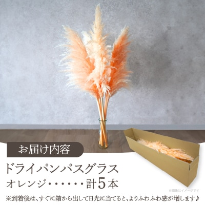 【2週間以内発送】ドライパンパスグラス(オレンジ)計5本 すすき インテリア 国産_T057-003