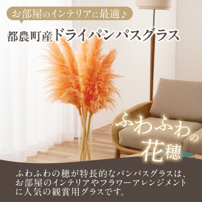 【2週間以内発送】ドライパンパスグラス(オレンジ)計5本 すすき インテリア 国産_T057-003