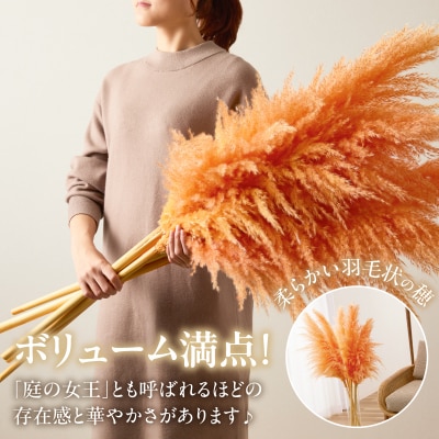 【2週間以内発送】ドライパンパスグラス(オレンジ)計5本 すすき インテリア 国産_T057-003