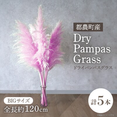 【2週間以内発送】ドライパンパスグラス(ピンク)計5本 すすき インテリア 国産_T057-004
