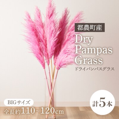 【2週間以内発送】ドライパンパスグラス(ピンク)計5本 すすき インテリア 国産_T057-004