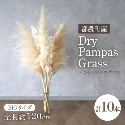 【2週間以内発送】ドライパンパスグラス(ナチュラル)計10本 インテリア 国産_T057-005