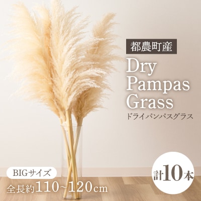 【2週間以内発送】ドライパンパスグラス(ナチュラル)計10本 インテリア 国産_T057-005