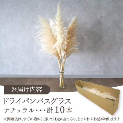 【2週間以内発送】ドライパンパスグラス(ナチュラル)計10本 インテリア 国産_T057-005