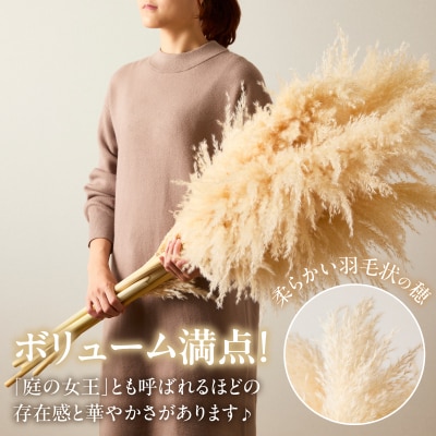 【2週間以内発送】ドライパンパスグラス(ナチュラル)計10本 インテリア 国産_T057-005