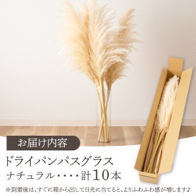 【2週間以内発送】ドライパンパスグラス(ナチュラル)計10本 インテリア 国産_T057-005