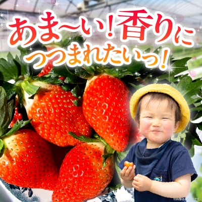 ≪先行予約≫都農町産いちご「やよいひめ」計500g フルーツ 果物 イチゴ 国産_T059-001