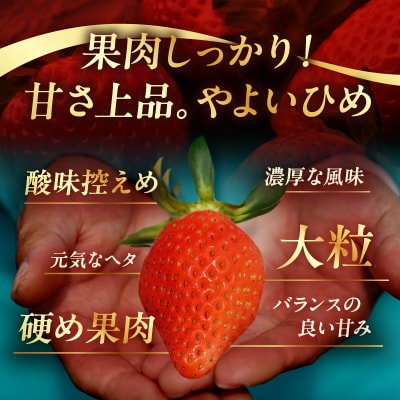 ≪数量限定≫都農町産いちご「やよいひめ」計500g フルーツ 果物 イチゴ 国産_T059-001