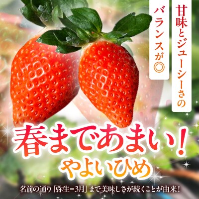 ≪数量限定≫都農町産いちご「やよいひめ」計500g フルーツ 果物 イチゴ 国産_T059-001
