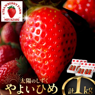 ≪数量限定≫都農町産いちご「やよいひめ」計1kg フルーツ 果物 イチゴ 国産_T059-002
