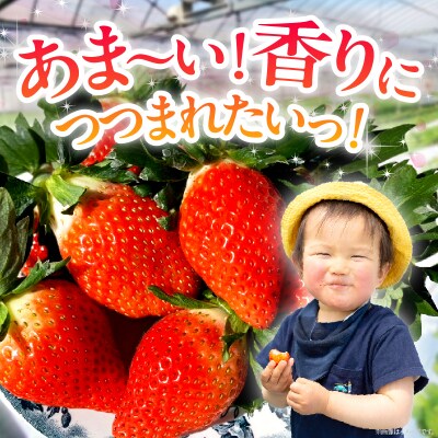 ≪数量限定≫都農町産いちご「やよいひめ」計1kg フルーツ 果物 イチゴ 国産_T059-002