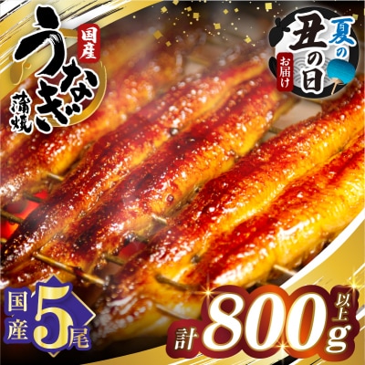 【夏の丑の日までにお届け!!】うなぎ蒲焼5尾(計800g以上) 鰻 国産_T026-0032-US2