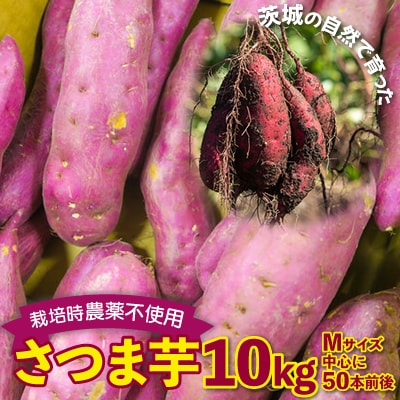 さつまいも　紅はるか　栽培期間中農薬不使用栽培　10kg