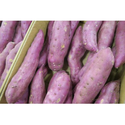 さつまいも　紅はるか　栽培期間中農薬不使用栽培　10kg