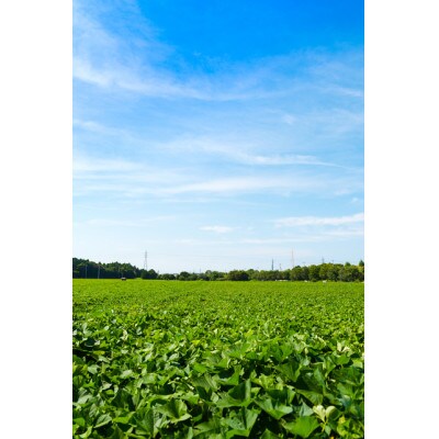 さつまいも　紅はるか　栽培期間中農薬不使用栽培　10kg
