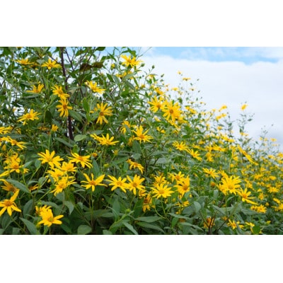 菊芋(きくいも)醤油漬け5パック(170g入り)