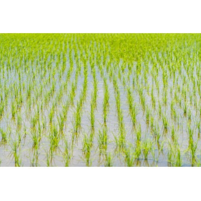 昔ながらの天日干し　精米　3kg