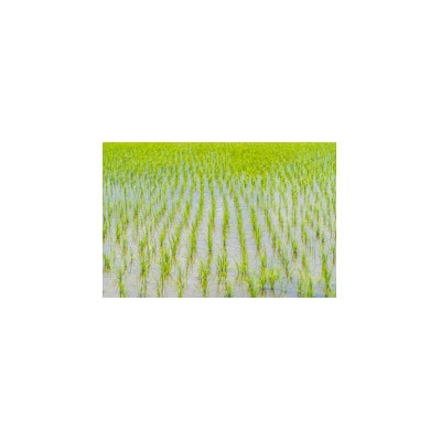 令和7年度産 新米 コシヒカリ 無洗米(精米) 5kg 茨城産