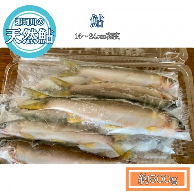 那珂川の天然鮎　16～24cm程度　中サイズ　500g