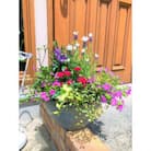 季節の寄せ植え【花わたひき】