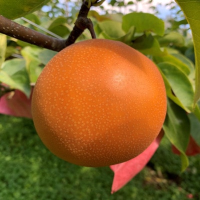 【農家直送】梨 にっこり 大玉サイズ6～8個　(約5kg)