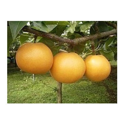 【農家直送】梨 茨城県オリジナルブランド品種 恵水 大玉サイズ4～6個(約3kg)