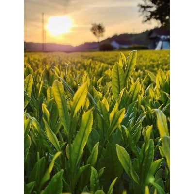 手軽に試せる古内茶　ティーパックと粉末茶セット