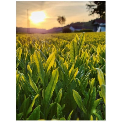 ふるうち和紅茶詰め合わせセット