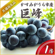 【2025年7月より順次発送予定】巨峰　1房(県内共通返礼品:かすみがうら市産)