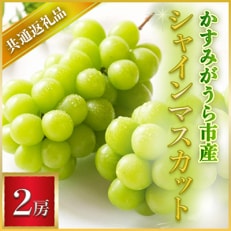 【2025年7月より順次発送予定】シャインマスカット　2房(県内共通返礼品:かすみがうら市産)