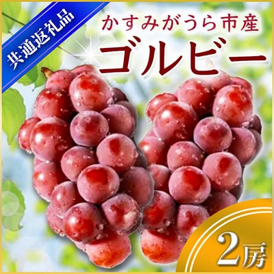 【2025年9月上旬より順次発送予定】ゴルビー　2房(県内共通返礼品:かすみがうら市産)